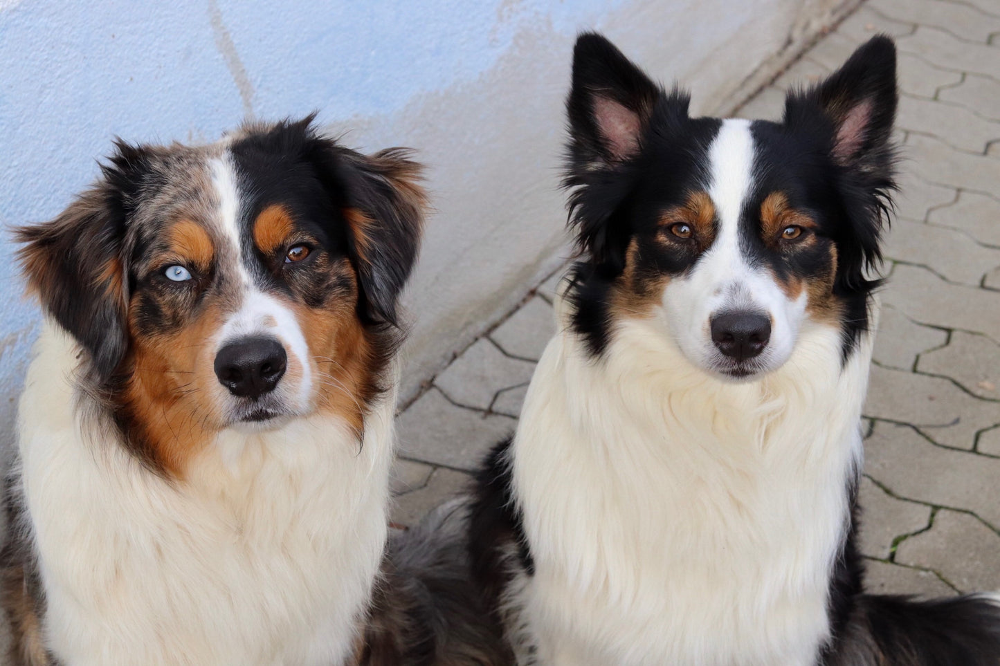 Der Hofnarr und die Königin