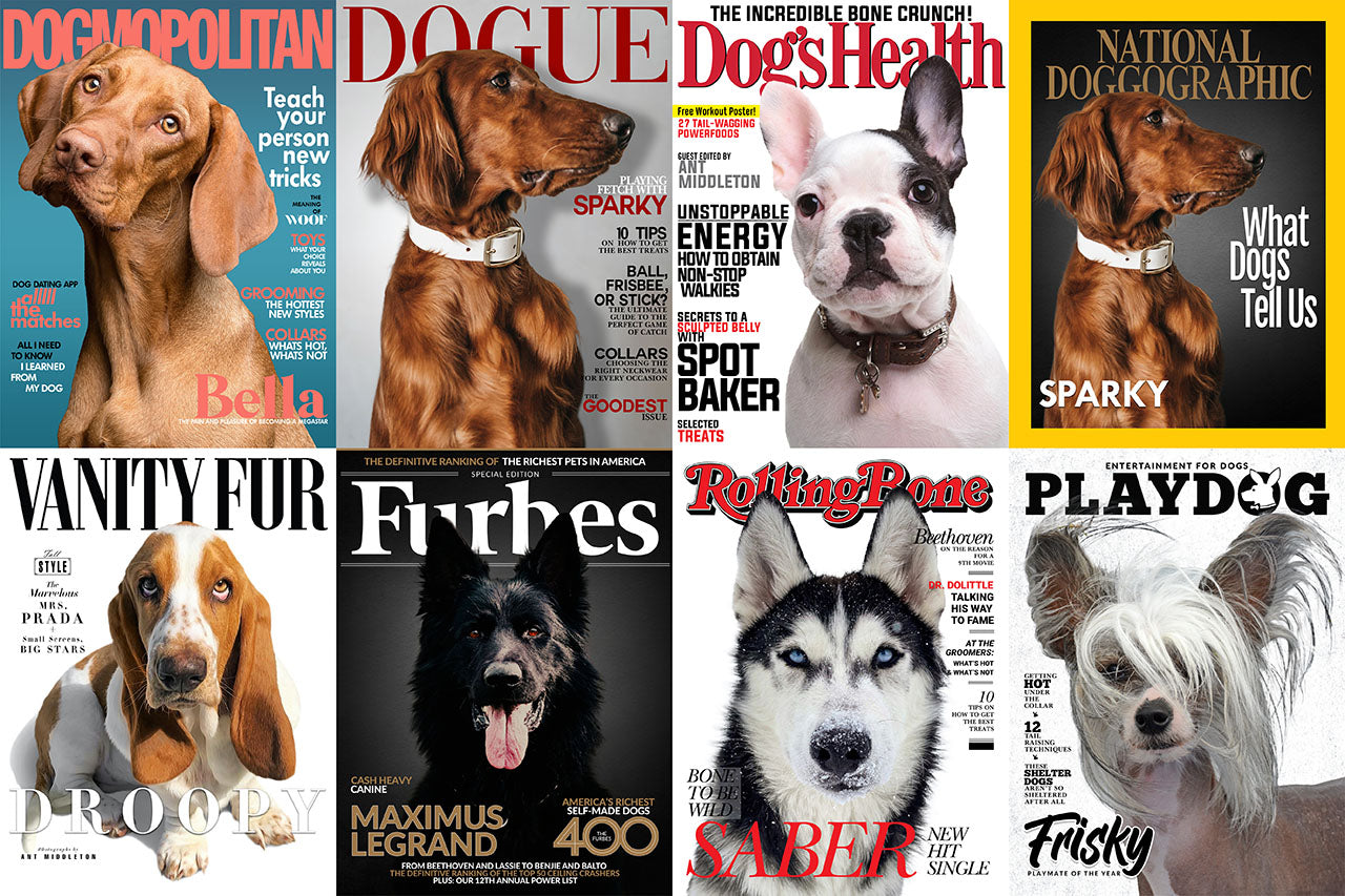 🔥NEU Magazin-Portrait für Hunde