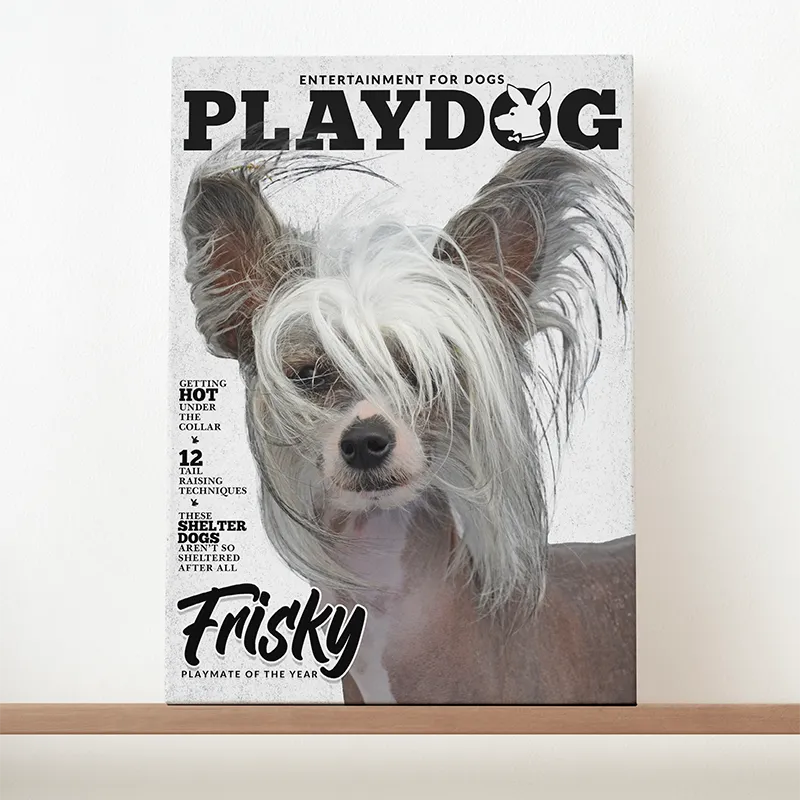 🔥NEU Magazin-Portrait für Hunde